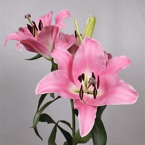 Lily Oriental Pink Palace 85cm Wholesale Dutch Flowers Florist