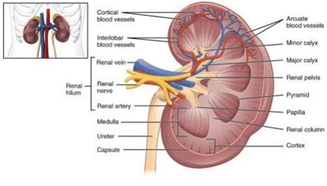 Acute Renal Failure Nursing Management And Interventions