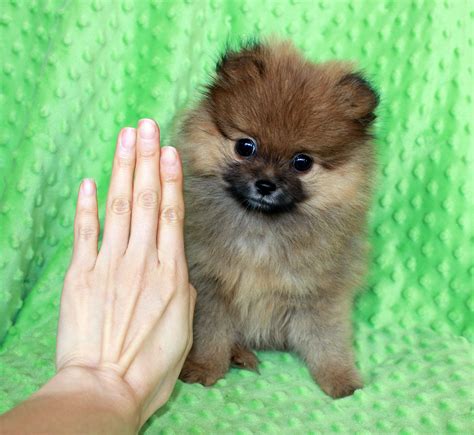 Micro Pomeranian Puppy Archives Iheartteacups
