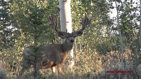 Big Non Typical Mule Deer Up Close 8 16 15 Youtube