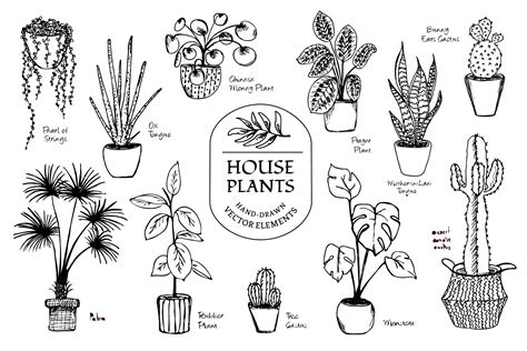 Hand Drawn Vector House Plant Set Plant Doodle How To Draw Hands