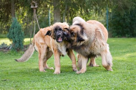 9 Impressive Facts About The Leonberger Mental Floss
