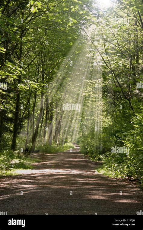 Light Rays And Dappled Light Along Walking Trail Through The Forest