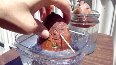 Rooting Growing Sweet Potatoes In Water June 24 2017 Youtube