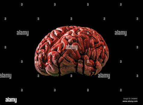 Bloody Brain Isolated On Black Background With Clipping Path Stock