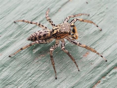 Spiders In Massachusetts What You Need To Know About Venomous Spiders