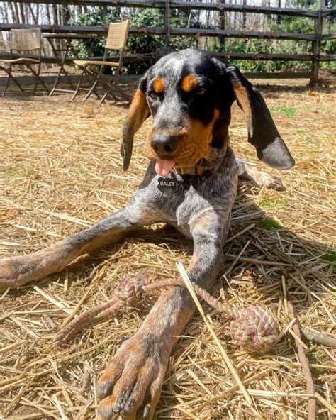 15 Facts About Raising And Training Coonhounds Pettime