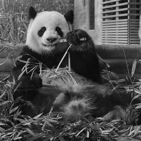 Hier Hat Sich Bao Bao Ein Großer Panda Ailuropoda Melanoleuca Gut