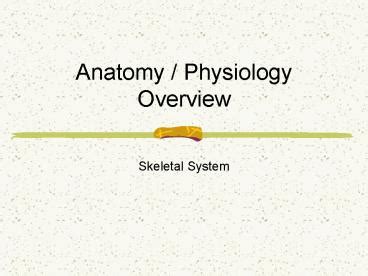 Ppt Anatomy Physiology Overview Powerpoint Presentation Free Irasutoya My Xxx Hot Girl