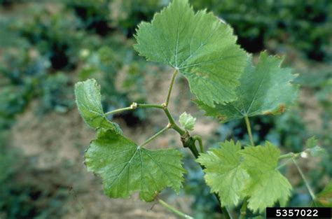 Grapevine Fanleaf Virus Nepovirus Gflv On Wine Grape Vitis Vinifera