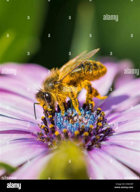European Honey Bees Apis Mellifera Hi Res Stock Photography And Images