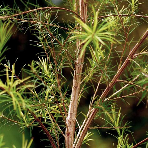 You can use a tea tree oil and egg white hair mask to decrease hair loss. Organic Tea Tree Oil - Alteya Organics - Organic Shop