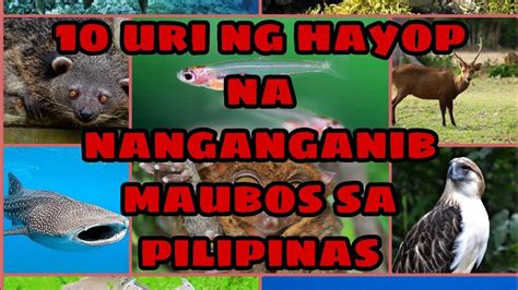 Ano Ano Ang Mga Hayop Na Nanganganib Ng Maubos Sa Pilipinas