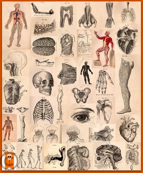 Vintage Human Anatomy Illustrations Collage Sheet Clip Art Etsy