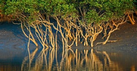 Climate Change Is Resulting In Depleting Of Mangrove Forest Cover In