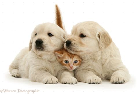 Pets Red Tabby Kitten With Golden Retriever Pups Photo Wp13347