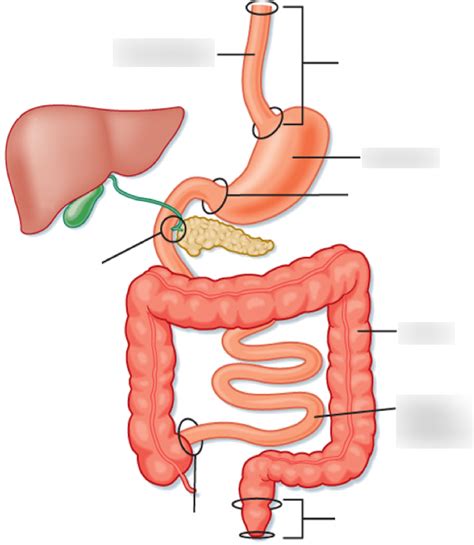 Sphincters Of The GI Tract Diagram Quizlet