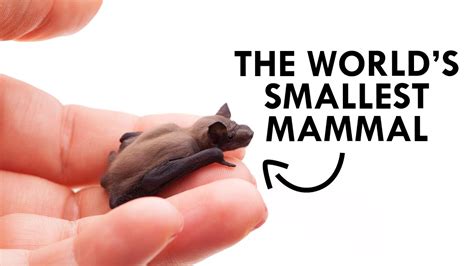 The shrew is lighter but the bat's skull is shorter. The Bumblebee Bat is the World's Smallest Mammal - YouTube
