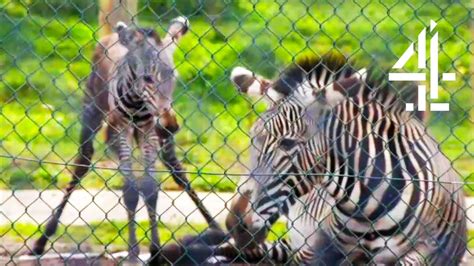 Witnessing The Amazing Birth Of A Baby Zebra The Secret Life Of The