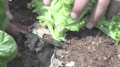 How To Grow And Harvest Lettuce Youtube