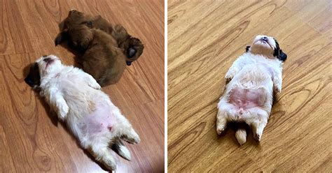Meet Paningning The Puppy Sleeping In Hilarious Positions Thats Going