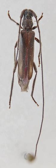 Cerambycidae Sp Styloxus Fulleri Bugguide Net