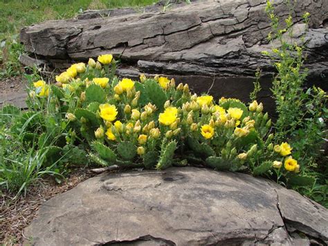 Planting a prickly pear seed gives 170 experience and requires a prickly pear seed to be planted/dipped into a cactus patch using a seed dibber. Prickly Pear Cactus after the rain / Kanopolis Gallery ...