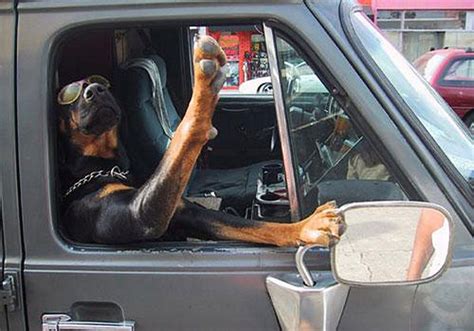 Cool Dog - gimme five. Funny dog picture