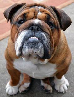 Celebrities and famous people who own french bulldogs + names: 30 Extra Awesome English Bulldog Names | Bulldog names ...