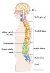 These assignments are based on the. Anatomía de la Columna Vertebral (Spine Anatomy): Image ...