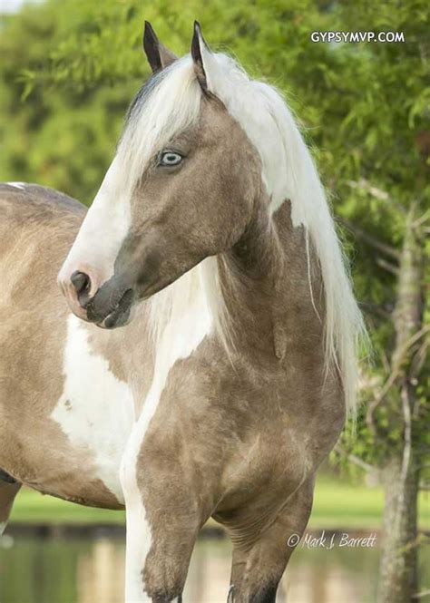 This registry was established to protect a vision that was born over half a century ago to create the perfect horse to pull their colorful caravans. Gypsy Vanner Horses for Sale | Gelding | Buckskin & White| Tough Love