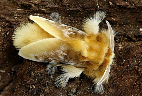 Puss Caterpillar Larva Southern Flannel Moth Adult Megalopyge