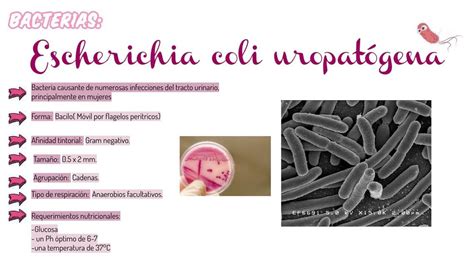 Escherichia Coli Uropatógena Notemedic uDocz