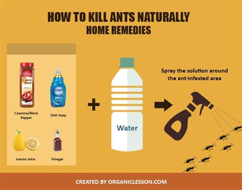 Home Remedies For Ants Outside