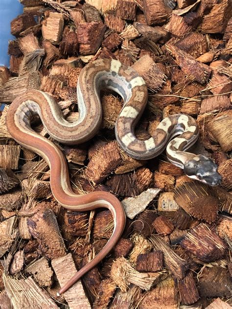 Motley Jungle Hypo Female Boa Constrictor By Midwest Morphs Morphmarket