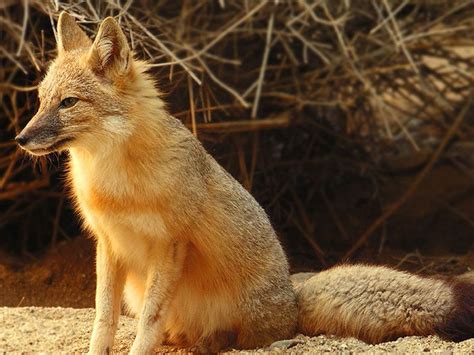 Swift Foxes Were Once Found From The Prairie Grasslands In
