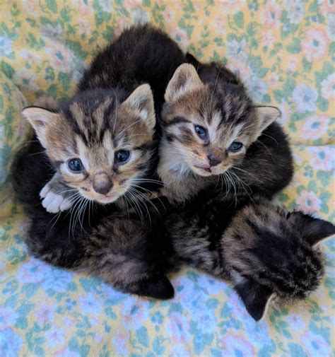 Beautiful 2 Week Old Kittens In A Tiny Little Kitten Heap Thecuddlepuddle