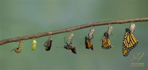 Monarch Butterfly Metamorphosis Steve Greer Photography
