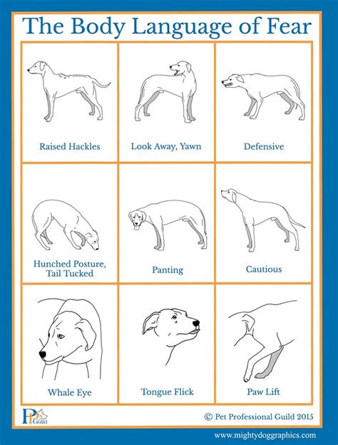 Puppy Body Language Pictures Linsey Whiting