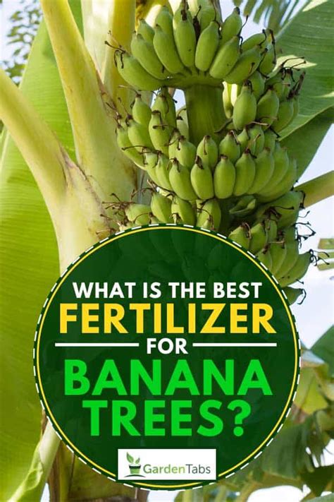 Start by reading these short fact sheets. What is the Best Fertilizer for Banana Trees? - Garden Tabs