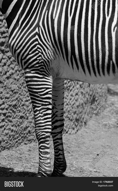 Grevys Zebra Leg Image And Photo Free Trial Bigstock