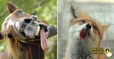 25 Hilarious Photos Of Animals Sticking Their Tongues Out Bouncy Mustard