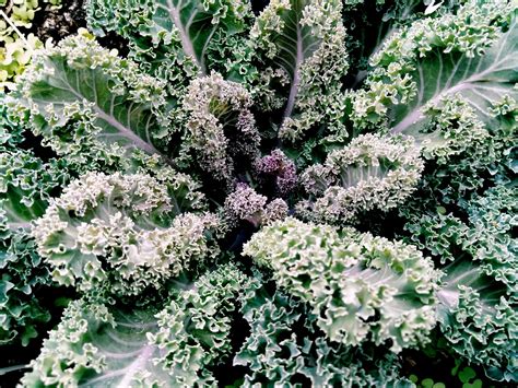 Organic Ornamental Kale Yokohama Mix Edible Life Plant Etsy