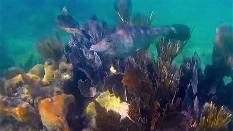 Scrawled Filefish Swimming At White Banks Coral Reef Key Largo Fl