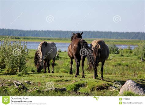 Wild Horses Graze And Eat Grass In The Meadow On Lake Latvia Stock