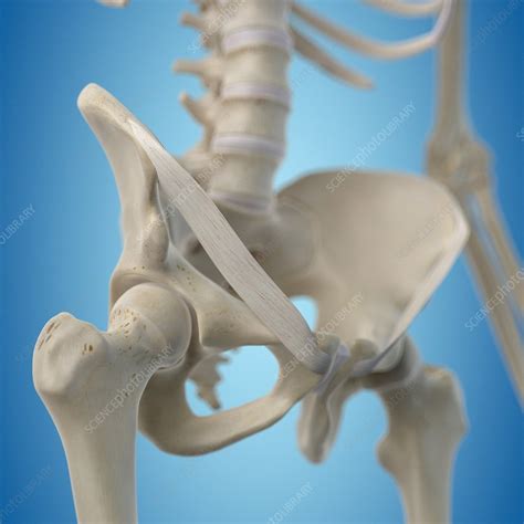 Human Hip Bone Artwork Stock Image F0093803 Science Photo Library