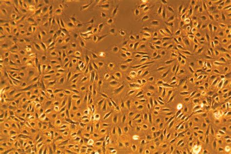 Primary Cell Culture Guide Atcc