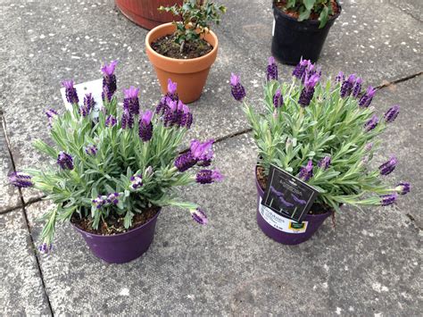 Provence Lavender In Pots Lavender Plant