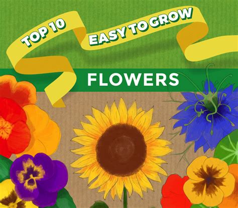 Easy annuals such as sunflowers and zinnias are simple to start from seed, perennials require little care and return year after year, and bulbs are practically foolproof when planted properly. Top 10 Easy To Grow Flowers And Seeds | Thompson & Morgan
