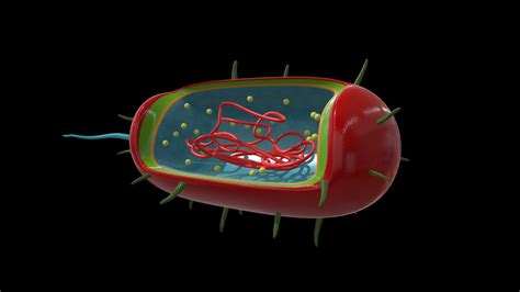 Prokaryote Cell 3d Model By University Of New England Archaeology